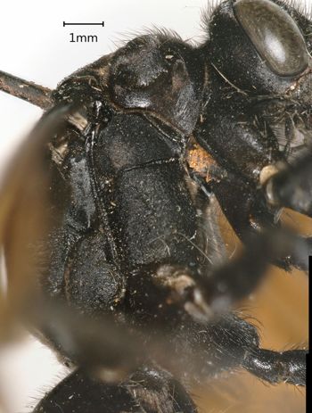 Media type: image;   Entomology 16332 Aspect: thorax lateral